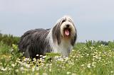 BEARDED COLLIE 057